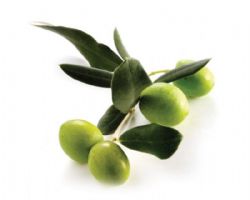 ZEYTİN