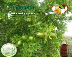 Argan Yağı 