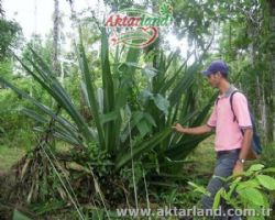Aloevera yağı