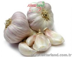 Sarımsak Uçucu Yağı 