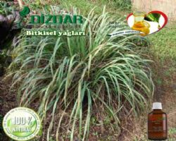 Limon otu yağı