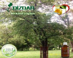 Sandal Ağacı Yağı 